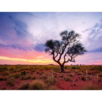 Lais Puzzle - Ein Hakea-Baum steht allein im australischen Outback während des Sonnenuntergangs. Pilbara-Region, Westaustralien, Australien - 1.000 Teile