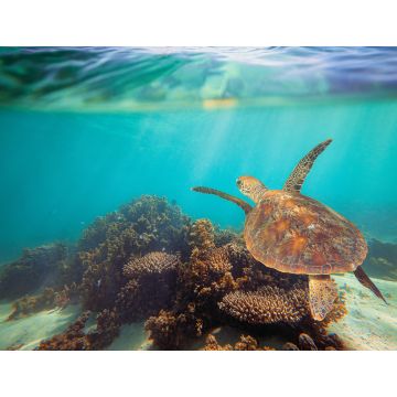 Lais Puzzle - Schildkröte schwimmt unter Wasser am Ningaloo Riff, Westaustralien - 1.000 Teile