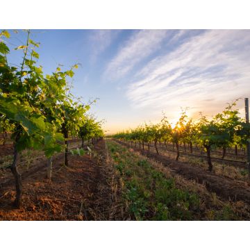 Lais Puzzle - Weingut Hunter Valley, Australien - 1.000 Teile