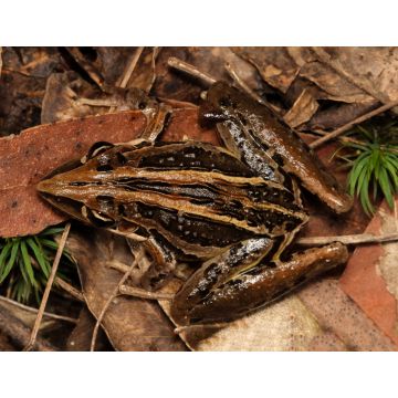 Lais Puzzle - Der gestreifte Raketenfrosch oder in seinem heimischen Verbreitungsgebiet als Raketenfrosch bekannt, Australien - 1.000 Teile