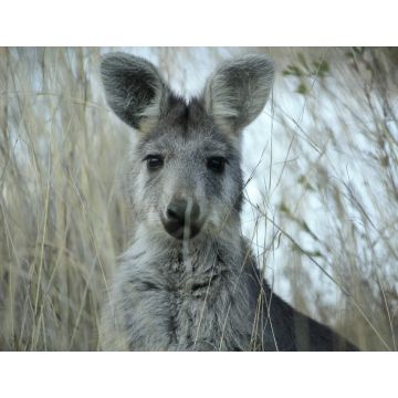 Lais Puzzle - Mutter Wallaby im trockenen Gras auf einer Farm in Tamworth, Rural Australia - 1.000 Teile