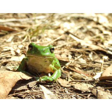 Lais Puzzle - Grüner Laubfrosch in der Laubstreu des Waldes, Australien - 1.000 Teile