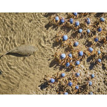 Lais Puzzle - Krötenfisch auf der Jagd nach Soldatenkrabben am Uferrand zum Mittagessen - 1.000 Teile
