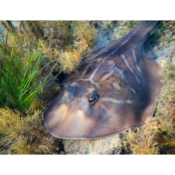 Lais Puzzle - Südlicher Zitterrochen ruhend auf dem Meeresgrund der Port Phillip Bay in Melbourne, Australien - 1.000 Teile