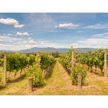 Lais Puzzle - Reihen von Reben in einem Weinberg im Yarra Valley - Yarra Glen, Victoria, Australien - 1.000 Teile