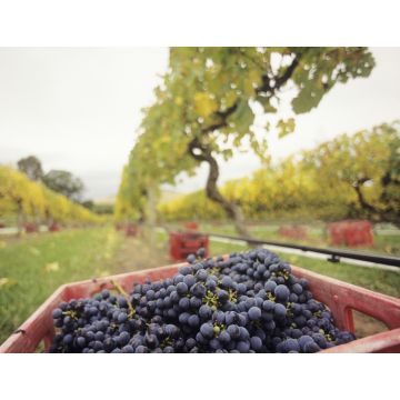 Lais Puzzle - Schwarze Trauben in Kiste auf Weinberg Yarra Valley Victoria Australien - 1.000 Teile