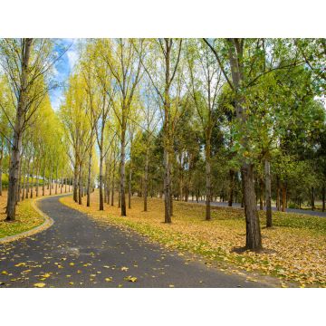 Lais Puzzle - Englische Bäume und Boden mit Herbstlaub bedeckt, Yarra Valley, Tarrawarra, Melbourne, Australien - 1.000 Teile