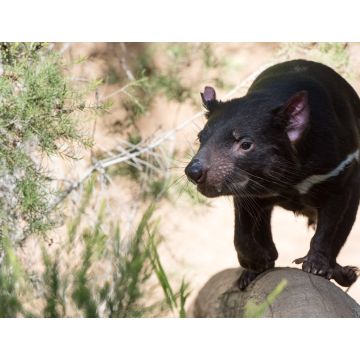 Lais Puzzle - Tasmanien Teufel Nahaufnahme Porträt, Australien - 1.000 Teile