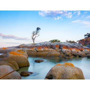 Lais Puzzle - Ein einzelner Baum wächst auf einem Granitfelsen in der Bay of Fires, an der Ostküste von Tasmanien, Australien - 1.000 Teile