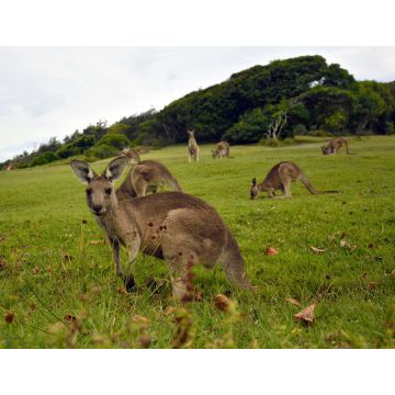 Lais Puzzle - Kängurus in der Nähe eines Pazifikstrandes in Australien - 1.000 Teile