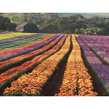 Lais Puzzle - Tulpen von Wynyard Tasmanien, Australien - 1.000 Teile