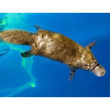Lais Puzzle - Burnie, Tasmanien, Australien: Schnabeltier (Ornithorhynchus anatinus) beim Schwimmen im Blue River - 1.000 Teile