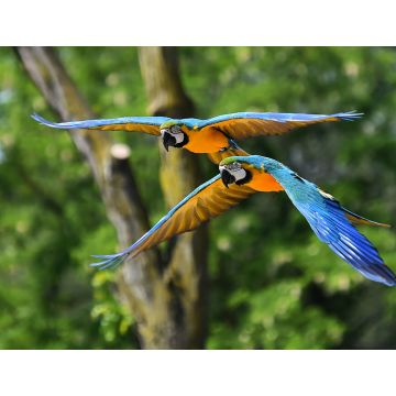 Lais Puzzle - Guacamayo, Brasilien - 1.000 Teile