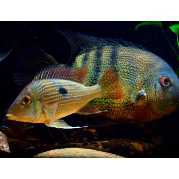 Lais Puzzle - Geophagus sp Gurupi - 1.000 Teile
