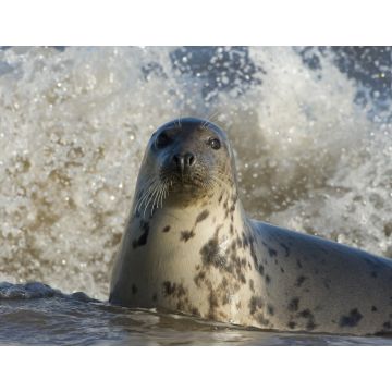 Lais Puzzle - Kegelrobbe, Donna Nook, Lincolnshire, England - 1.000 Teile