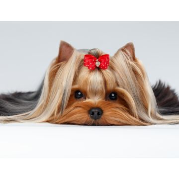Lais Puzzle - Yorkshire Terrier - 1.000 Teile