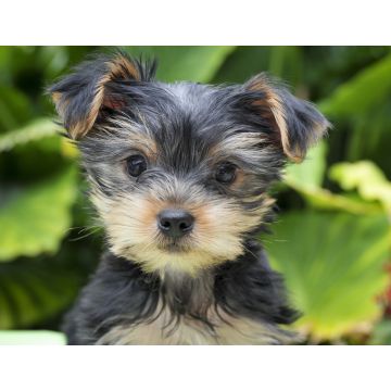 Lais Puzzle - Yorkshire Terrier - 1.000 Teile