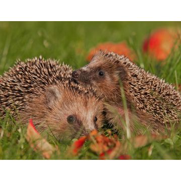 Lais Puzzle - Igel - 1.000 Teile