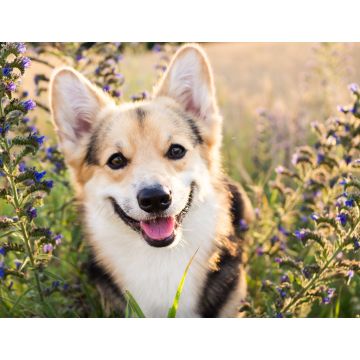 Lais Puzzle - Welsh Corgi - 1.000 Teile