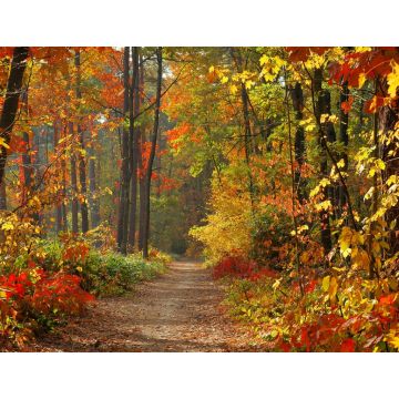 Lais Puzzle - Wald im Herbst - 1.000 Teile