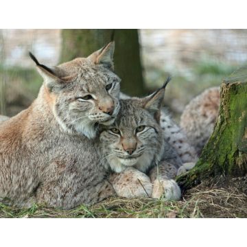Lais Puzzle - Luchs - 1.000 Teile