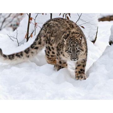 Lais Puzzle - Schneeleopard - 1.000 Teile