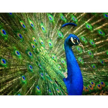 Lais Puzzle - Pfau - 1.000 Teile