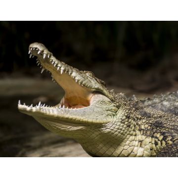 Lais Puzzle - Krokodil - 1.000 Teile
