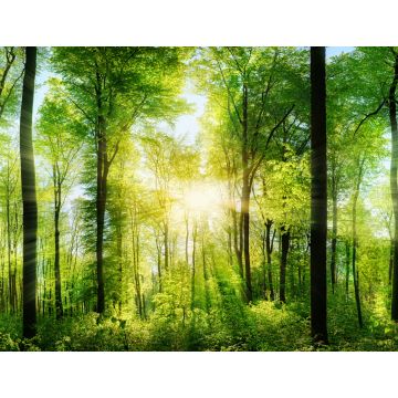 Lais Puzzle - Lichtstrahlen im Wald - 1.000 Teile