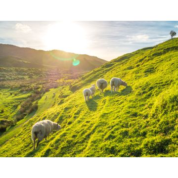 Lais Puzzle - Schafe in Irland - 1.000 Teile