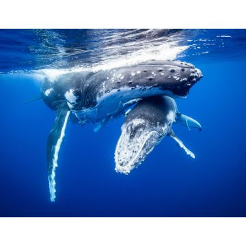 Lais Puzzle - Buckelwal mit Kalb schwimmt unter Wasser - 1.000 Teile
