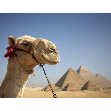 Lais Puzzle - Porträt eines Kamels vor den Pyramiden von Gizeh, Ägypten - 1.000 Teile