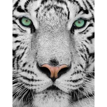 Lais Puzzle - Weißer Tiger - 1.000 Teile