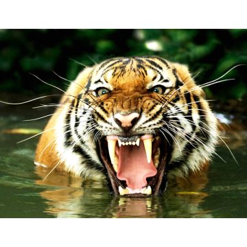 Lais Puzzle - Bengalischer Tiger - 1.000 Teile