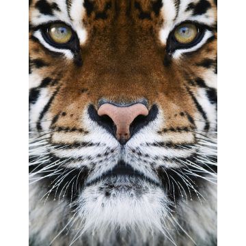Lais Puzzle - Tiger - 1.000 Teile