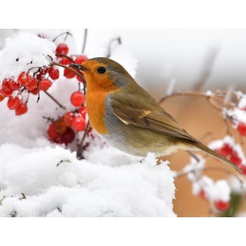 Lais Puzzle - Rotkehlchen im Schnee - 1.000 Teile
