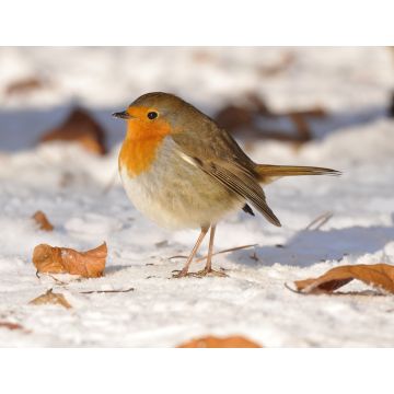 Lais Puzzle - Rotkehlchen im Schnee - 1.000 Teile