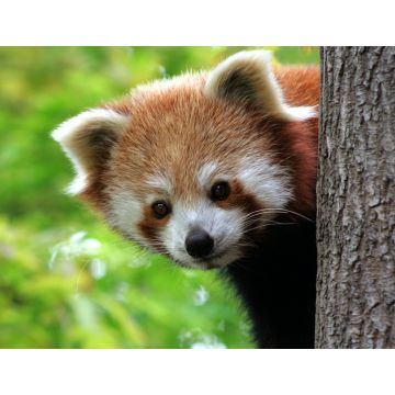 Lais Puzzle - Roter Panda - 1.000 Teile
