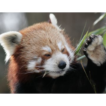 Lais Puzzle - Roter Panda - 1.000 Teile