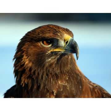 Lais Puzzle - Adler / Steinadler - 1.000 Teile