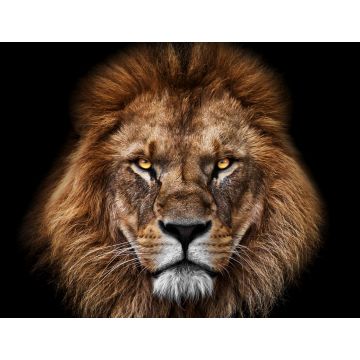 Lais Puzzle - Löwe - 1.000 Teile