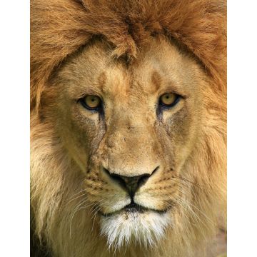 Lais Puzzle - Löwe - 1.000 Teile