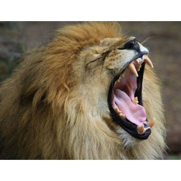 Lais Puzzle - Löwe - 1.000 Teile