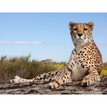 Lais Puzzle - Gepard - 1.000 Teile