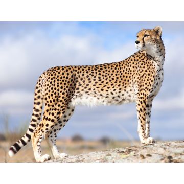 Lais Puzzle - Gepard - 1.000 Teile