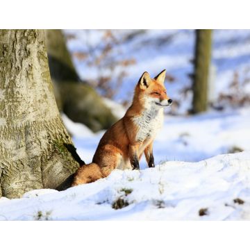 Lais Puzzle - Fuchs - 1.000 Teile