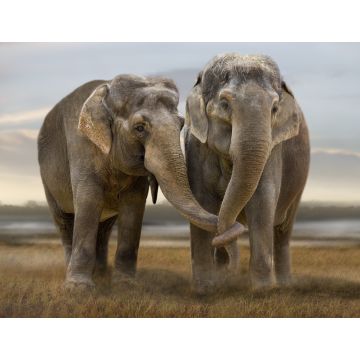 Lais Puzzle - Elefanten - 1.000 Teile