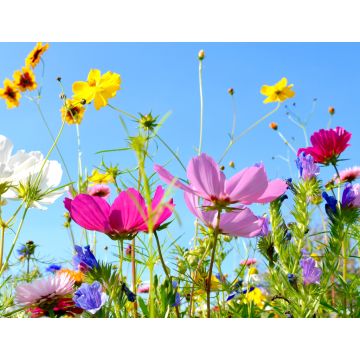Lais Puzzle - Blumen - 1.000 Teile