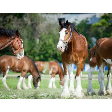 Lais Puzzle - Clydesdale Horse - 1.000 Teile