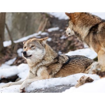 Lais Puzzle - 2 Wölfe im Schnee - 1.000 Teile